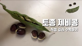 씨앗부터 키운 토종 제비콩 수확  Dolichos lablab harvesting [upl. by Carma120]