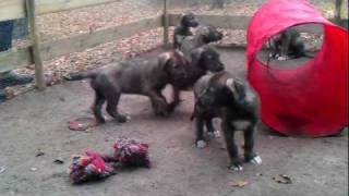 Irish Wolfhound puppies 7 weeks old playing outside [upl. by Gerta]