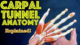 Hand Anatomy  The Carpal Tunnel  Dr Gill [upl. by Rutherfurd]