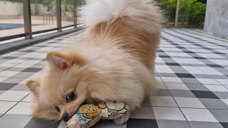 Adorable Pomeranian Spitz Puppys Playtime and Growling [upl. by Euqinoj]