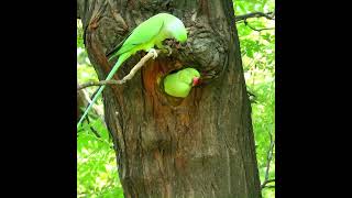 Togetherness  parrots parakeets partners playful parrothole togtherness [upl. by Ruffin]