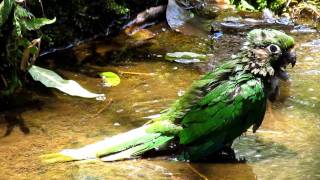 Maroonbellied Parakeet Bath Pyrrhura frontalis frontalis [upl. by Kessia]