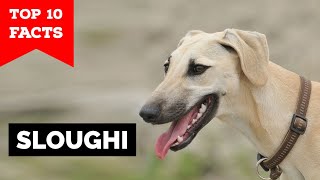 Sloughi  Top 10 Facts Arabian Greyhound [upl. by Nilde]