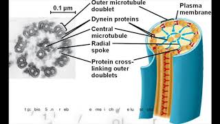 How Flagella Move  Bacteria vs Eukaryotes [upl. by Nolan]