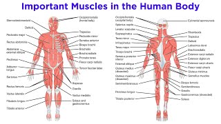 The Muscular System [upl. by Sandi]