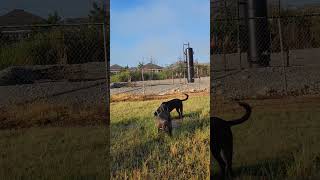 Dogs 🦮🐕‍🦺 Field Walk 🐾🐾 And Puddle Jump Summer Morning 🌞 [upl. by Wallache156]