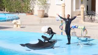 Dolphinarium  Excursions in Sharm El Sheikh 2023 [upl. by Ellocin520]