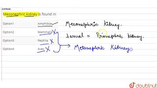 mesonephric kindney is found in [upl. by Iram259]