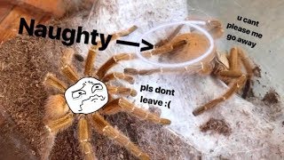 Don’t think this TARANTULA knew she was GETTING a BETTER HOME [upl. by Alena375]