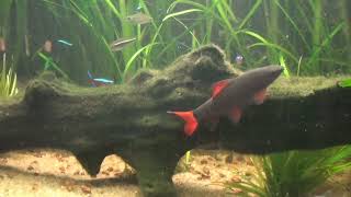 LABEO FRENATUS EPALZEORHYNCHOS FRENATUS RAINBOW SHARK TUBARÃO ARCOÍRIS Aquário Plantado [upl. by Nylirrej]