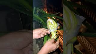 পলিনেশনের পর সব ড্রাগন ফুল পচে গেল Care of Drago Flower Hand Pollination rajgardens dragonfruits [upl. by Hosfmann]