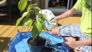 Indian Banyan Tree Update and Repot  Ficus benghalensis [upl. by Tuinenga]