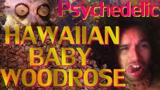 Hawaiian Baby Woodrose Seeds HBWR Legal High Psychedelic trip report Experience [upl. by Maris]