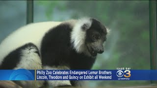 Philadelphia Zoo Celebrates Endangered Lemur Brothers [upl. by Woodley]