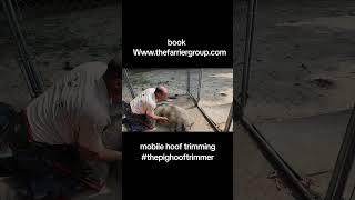 pig hoof trimming book wwwthefarriergroupcom thefarriergroup thepighooftrimmer petpig [upl. by Dwinnell818]