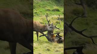 Red Deer Clash in the Wild wildlife animals youtubeshorts [upl. by Dan]