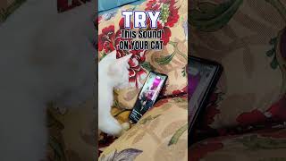 Cat sound to attract cats [upl. by Aleydis]