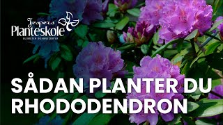 Sådan planter du rhododendron [upl. by Nahpets]