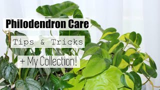 Philodendron Houseplant Care Tips amp Tricks  My Philodendron Collection [upl. by Eelymmij]