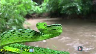 ULAR PUCUK Ahaetulla prasina Snake [upl. by Twum127]