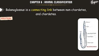 Balanoglossus is a connecting link between nonchordates and chordates [upl. by Rouvin]