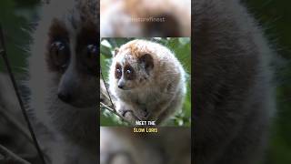 Slow Loris  Cute and Venomous [upl. by Chamberlin436]