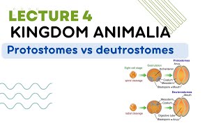 Protostomes vs deutrostomes cleavage spiral and radial kingdom Animalia [upl. by Braun]