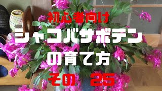 初心者向け シャコバサボテンの育て方その25 [upl. by Yesrod]