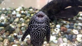 Pleco Fish 🐠 amazing ✨ [upl. by Barnard185]