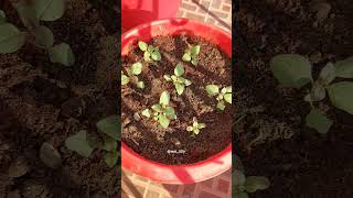 Growing Godetia From Seed  Biocarve Seeds🌸 [upl. by Naujled]