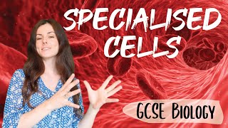 SPECIALISED CELLS GCSE Biology 91  Combined Sci Revision amp Questions [upl. by Rodenhouse]