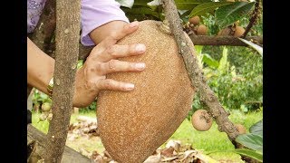 Sapodilla Fruit  mamey pouteria sapota [upl. by Marni]