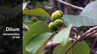 Kashmir tree Gmelina arborea [upl. by Alathia]