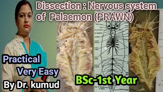 DissectionPrawnNervous system of PalaemonPrawnBSc1 YearSTD PG College Kadipur [upl. by Lemraj]