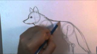 How to draw a wolf body [upl. by Yrroc]