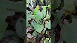 Cissus quadrangularis perennial plant quadrangularsectioned branches with internode FVitaceae [upl. by Keldah]