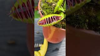 How Many Flies Can a Venus Flytrap Eat [upl. by Carrick]