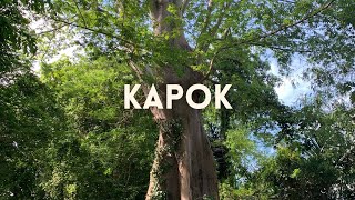 Kapok UPLB Centennial Heritage Trees [upl. by Annavoj]