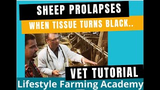 How to triage a sheep prolapse [upl. by Ennael]