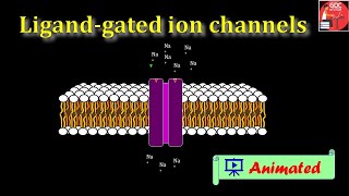 Ligand gated ion channels Animated BPharm 4th sem Pharmacology 1 [upl. by Delano723]