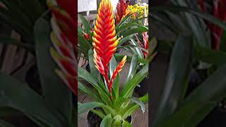 Bromelia Vriesea [upl. by Spatz781]