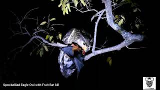 Spotbellied Eagle Owl with Fruit Bat Kill [upl. by Dohsar]