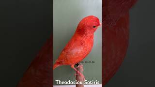 Rot Schimmel in Mauser Zeit Red Lipochrome non intensive in Moulting time Rosso Brinato [upl. by Hisbe262]