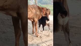 The goats are enjoying the best day of the year shorts short shorts। Cattle Farm 12oct e1 [upl. by Cirderf]