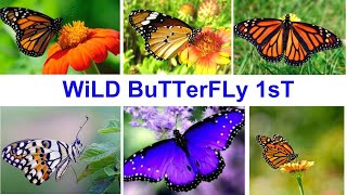 Wild Butterfly1।।Nature।। [upl. by Neehcas]