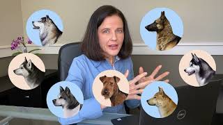 Veterinary expert reacts to dog breed reveal  Guess the breed [upl. by Aihsal]