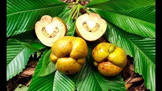 EP7 La manzana de elefante Dillenia indica  Otra fruta tropical exotica [upl. by Odnalro230]