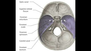 foramen spinosummbbs mnemonics [upl. by Yseulta]