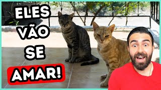 Como Fazer Dois Gatos se Darem Bem [upl. by Inness]