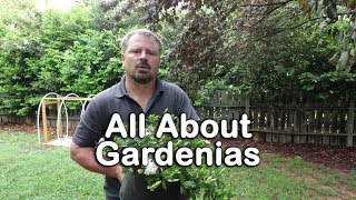 ALL ABOUT GARDENIAS  Details about different varieties and how to grow Gardenias [upl. by Jeavons11]